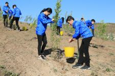 Tree planting campaign held in Azerbaijan's Shamakhi following Heydar Aliyev Foundation's initiative (PHOTO/VIDEO)