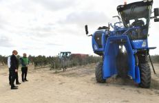 President Ilham Aliyev attends opening of olive oil and table olive products processing plant in Zira settlement (PHOTO/VIDEO)