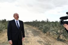 President Ilham Aliyev attends opening of olive oil and table olive products processing plant in Zira settlement (PHOTO/VIDEO)