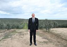 President Ilham Aliyev attends opening of olive oil and table olive products processing plant in Zira settlement (PHOTO/VIDEO)