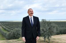 President Ilham Aliyev attends opening of olive oil and table olive products processing plant in Zira settlement (PHOTO/VIDEO)