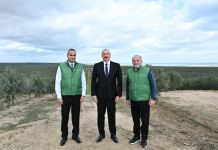 President Ilham Aliyev attends opening of olive oil and table olive products processing plant in Zira settlement (PHOTO/VIDEO)