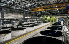 President Ilham Aliyev attends opening of olive oil and table olive products processing plant in Zira settlement (PHOTO/VIDEO)