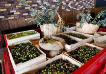 President Ilham Aliyev attends opening of olive oil and table olive products processing plant in Zira settlement (PHOTO/VIDEO)