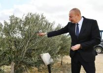 President Ilham Aliyev attends opening of olive oil and table olive products processing plant in Zira settlement (PHOTO/VIDEO)