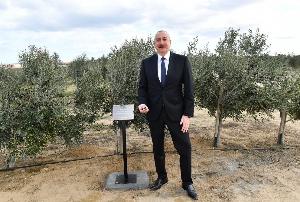 President Ilham Aliyev attends opening of olive oil and table olive products processing plant in Zira settlement (PHOTO/VIDEO)