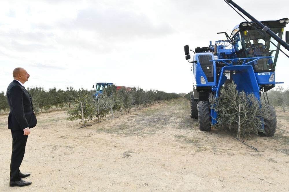 President Ilham Aliyev attends opening of olive oil and table olive products processing plant in Zira settlement (PHOTO/VIDEO)