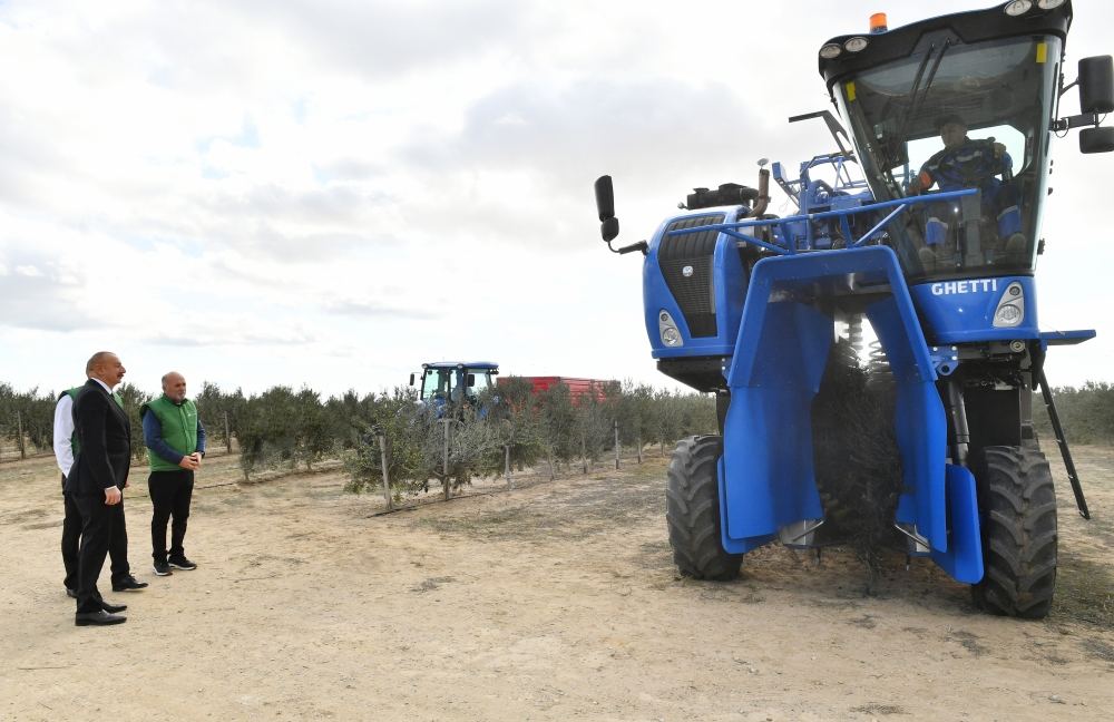President Ilham Aliyev attends opening of olive oil and table olive products processing plant in Zira settlement (PHOTO/VIDEO)