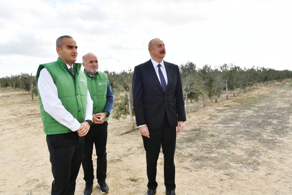 President Ilham Aliyev attends opening of olive oil and table olive products processing plant in Zira settlement (PHOTO/VIDEO)