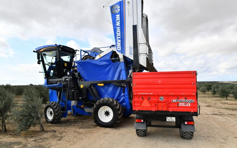 President Ilham Aliyev attends opening of olive oil and table olive products processing plant in Zira settlement (PHOTO/VIDEO)