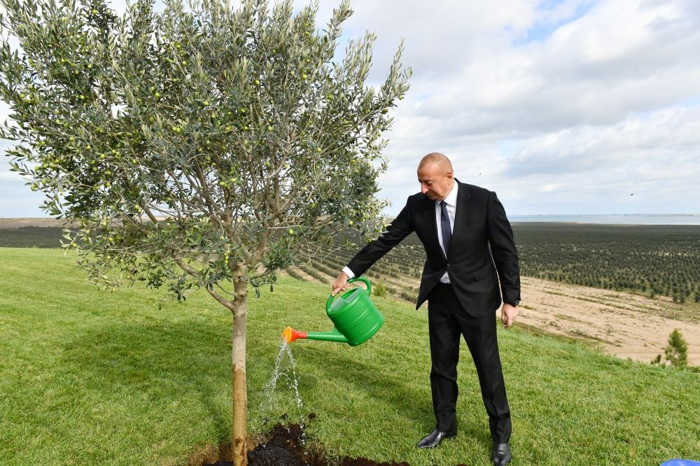 President Ilham Aliyev attends opening of olive oil and table olive products processing plant in Zira settlement (PHOTO/VIDEO)