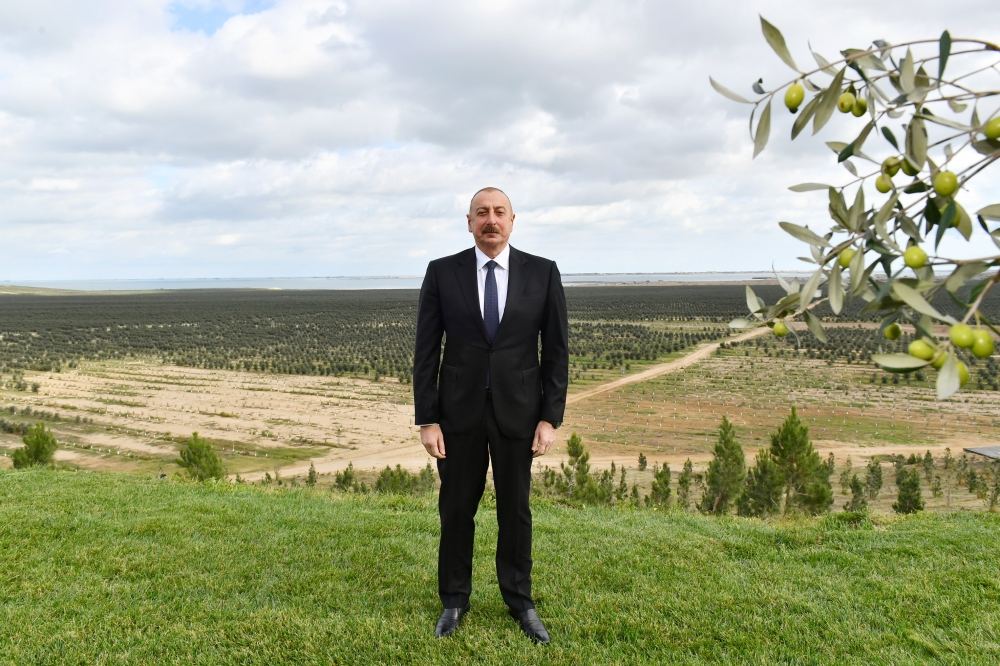 President Ilham Aliyev attends opening of olive oil and table olive products processing plant in Zira settlement (PHOTO/VIDEO)