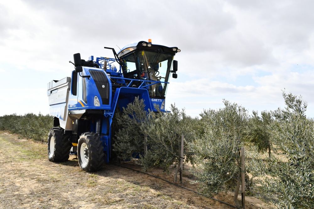 President Ilham Aliyev attends opening of olive oil and table olive products processing plant in Zira settlement (PHOTO/VIDEO)