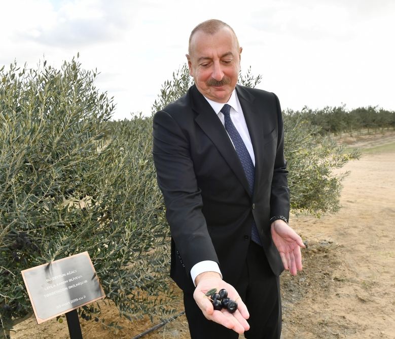 President Ilham Aliyev attends opening of olive oil and table olive products processing plant in Zira settlement (PHOTO/VIDEO)
