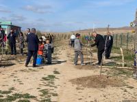 В День Победы в селе Агалы Зангиланского района посадили фруктовые деревья (ФОТО)