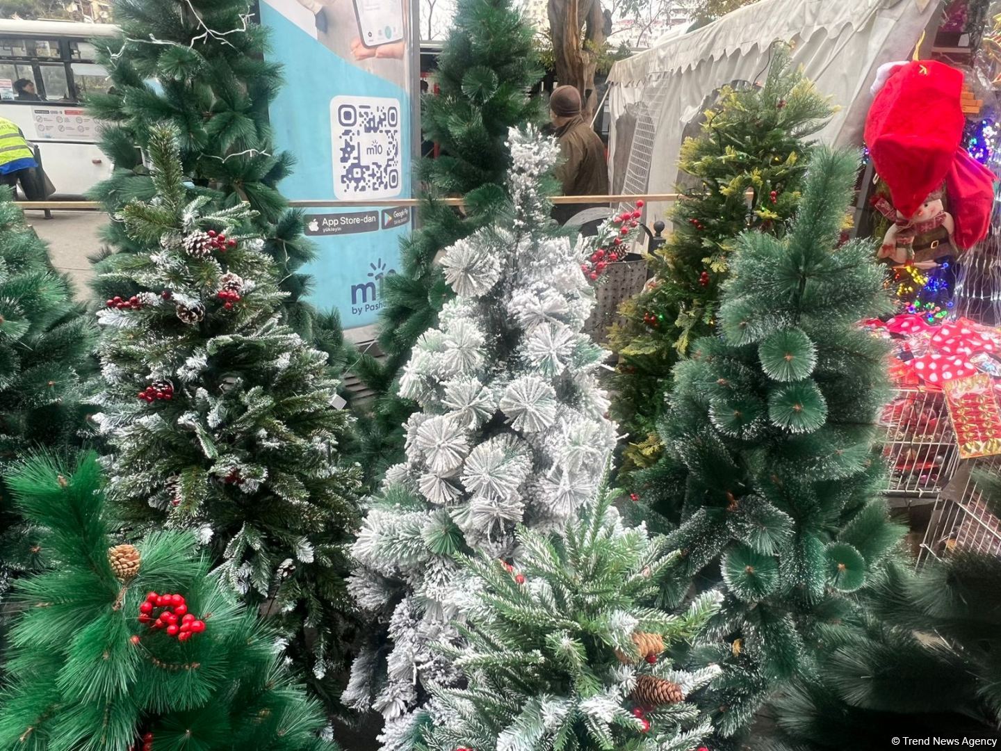 Цены на елки на предновогодних ярмарках в Баку (ФОТО)