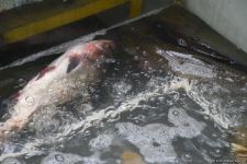 Цены на продукцию на ярмарках ”Из села в город" в Баку и на Абшероне (ФОТО)