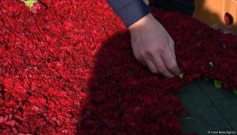 В Баку начаты работы по подготовке к годовщине 20 Января (ФОТО)