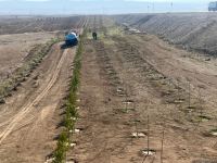 Tree-planting in Azerbaijan's Jabrayil as part of establishing forest park complex continues (PHOTO)