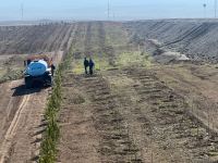 Tree-planting in Azerbaijan's Jabrayil as part of establishing forest park complex continues (PHOTO)