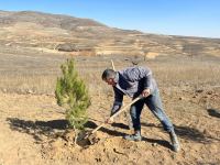 Tree-planting in Azerbaijan's Jabrayil as part of establishing forest park complex continues (PHOTO)