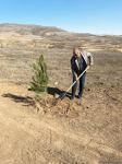 Tree-planting in Azerbaijan's Jabrayil as part of establishing forest park complex continues (PHOTO)