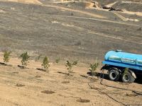 Tree-planting in Azerbaijan's Jabrayil as part of establishing forest park complex continues (PHOTO)