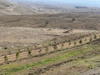 Tree-planting in Azerbaijan's Jabrayil as part of establishing forest park complex continues (PHOTO)