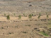 Tree-planting in Azerbaijan's Jabrayil as part of establishing forest park complex continues (PHOTO)