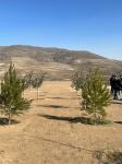 Tree-planting in Azerbaijan's Jabrayil as part of establishing forest park complex continues (PHOTO)