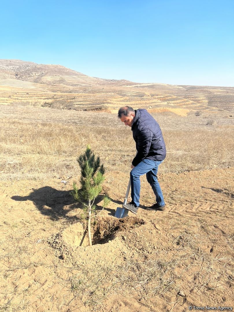 Tree-planting in Azerbaijan's Jabrayil as part of establishing forest park complex continues (PHOTO)