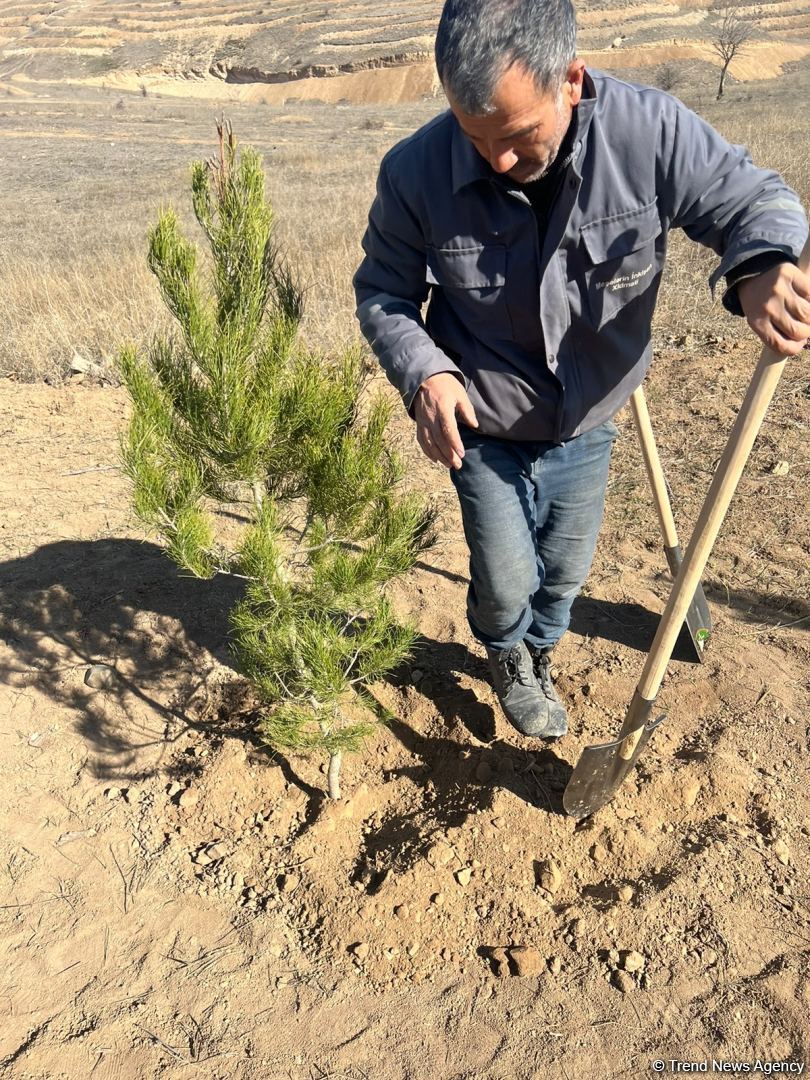 Tree-planting in Azerbaijan's Jabrayil as part of establishing forest park complex continues (PHOTO)