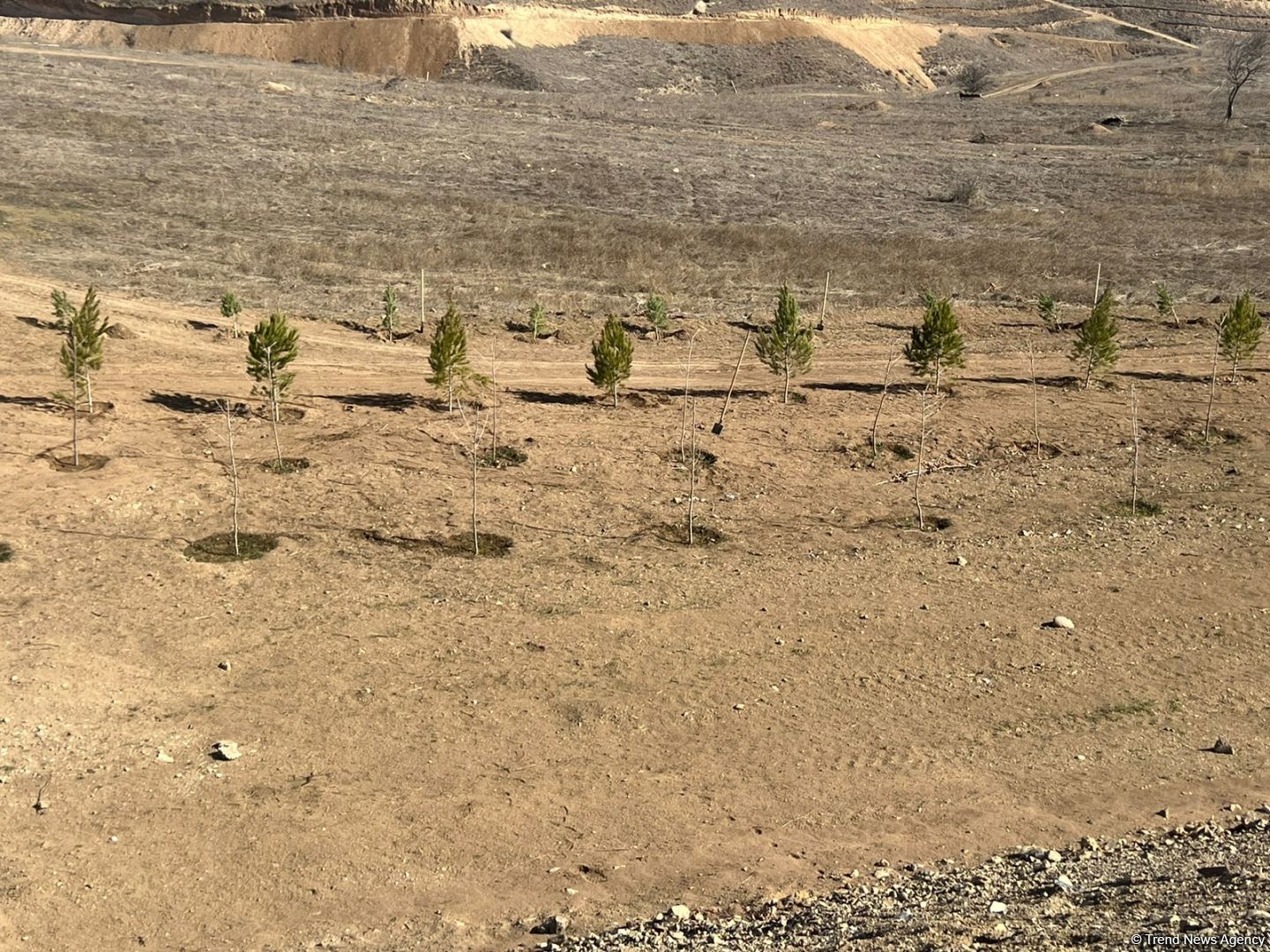 Tree-planting in Azerbaijan's Jabrayil as part of establishing forest park complex continues (PHOTO)