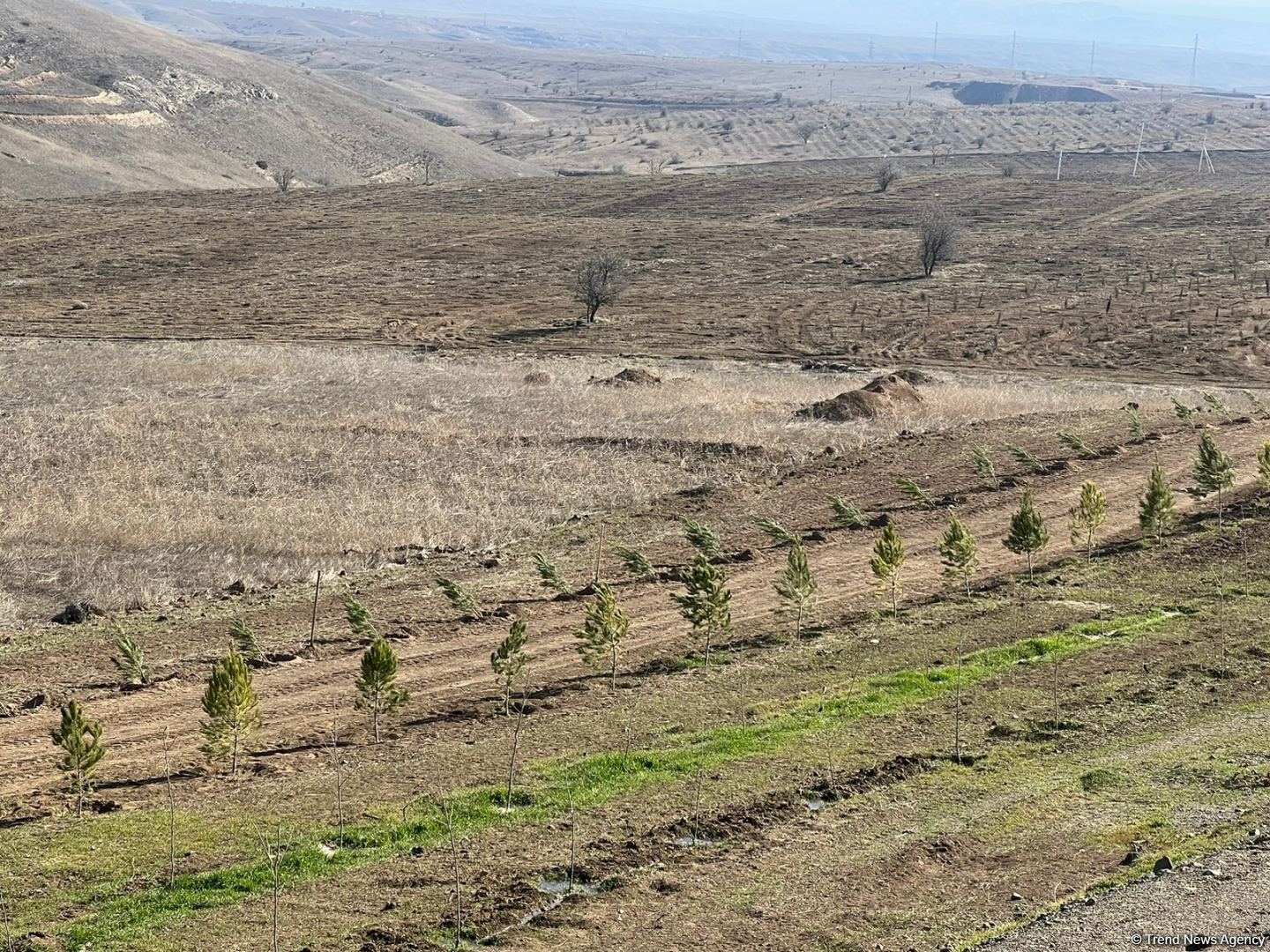 Tree-planting in Azerbaijan's Jabrayil as part of establishing forest park complex continues (PHOTO)