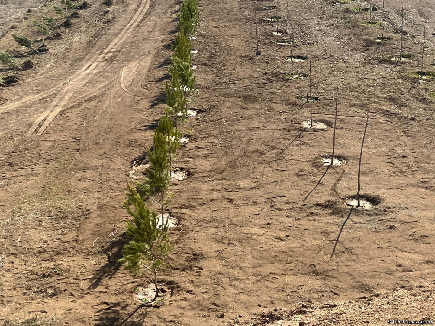 Tree-planting in Azerbaijan's Jabrayil as part of establishing forest park complex continues (PHOTO)