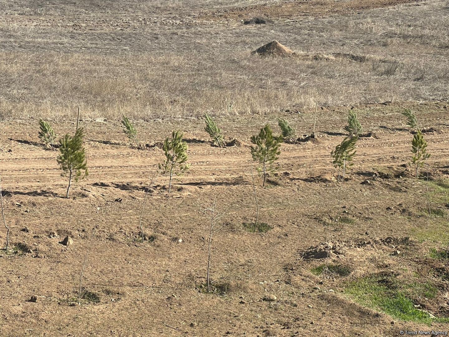 UN officials plant trees in Azerbaijan's Aghdam on occasion of 100th anniversary of national leader Heydar Aliyev