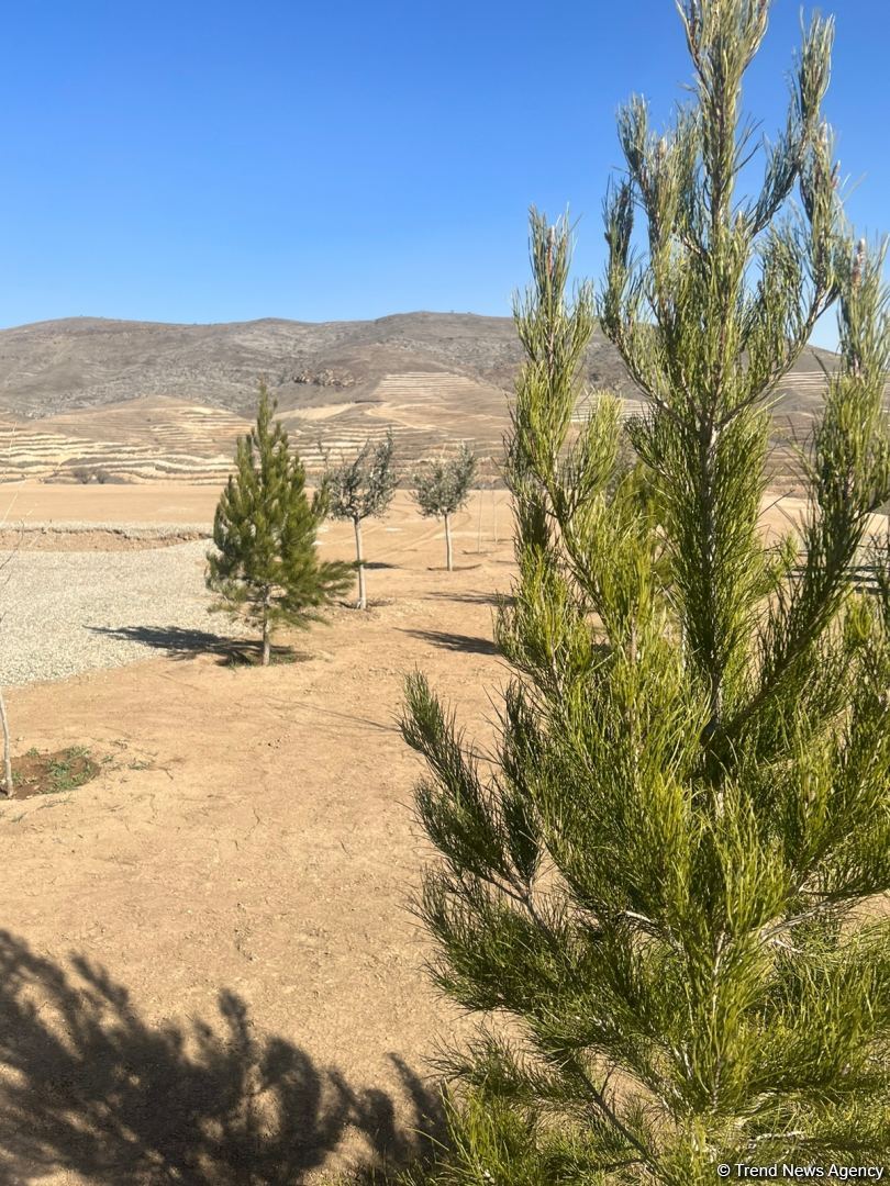 Tree-planting in Azerbaijan's Jabrayil as part of establishing forest park complex continues (PHOTO)