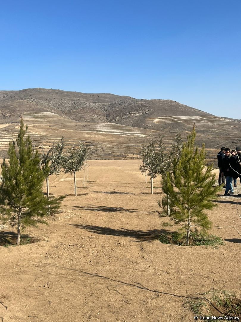 Tree-planting in Azerbaijan's Jabrayil as part of establishing forest park complex continues (PHOTO)