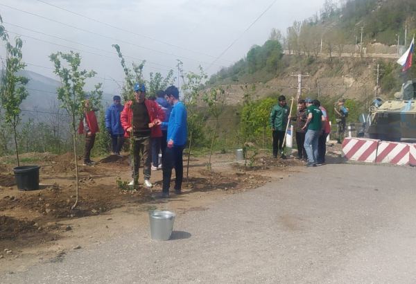 Azerbaijani eco-activists plant trees in temporarily suspended peaceful protest area on Lachin-Khankendi road (PHOTO)