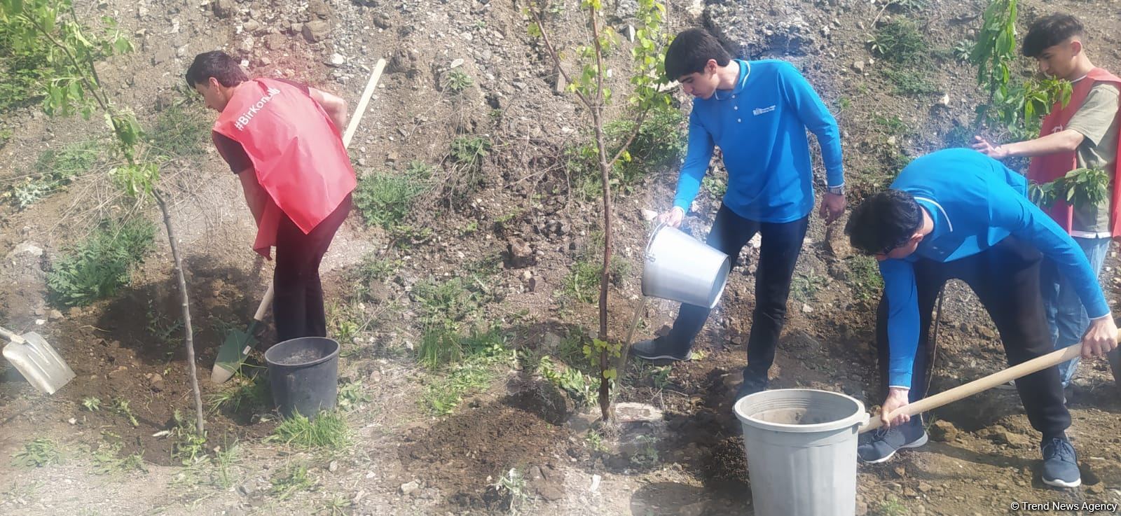 Экоактивисты посадили деревья на месте временно приостановленной акции на дороге Лачин-Ханкенди (ФОТО)