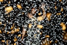 Imagine Dragons в Баку: всплеск эмоций, мощная музыка  и драйв (ФОТО)