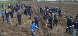 В Карабахе прошла акция по посадке деревьев в честь Дня просвещения о минах (ФОТО)