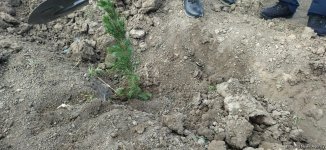 В Карабахе прошла акция по посадке деревьев в честь Дня просвещения о минах (ФОТО)