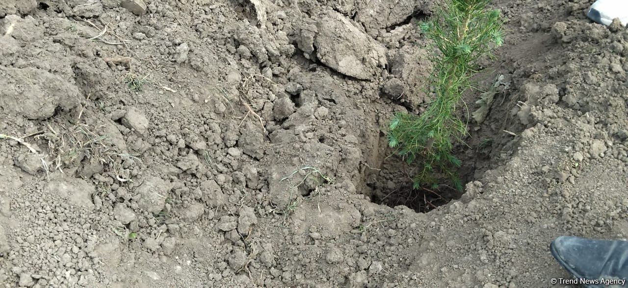В Карабахе прошла акция по посадке деревьев в честь Дня просвещения о минах (ФОТО)