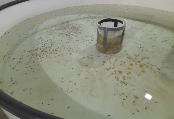 Tajikistan hooks growth with rising fish farming output