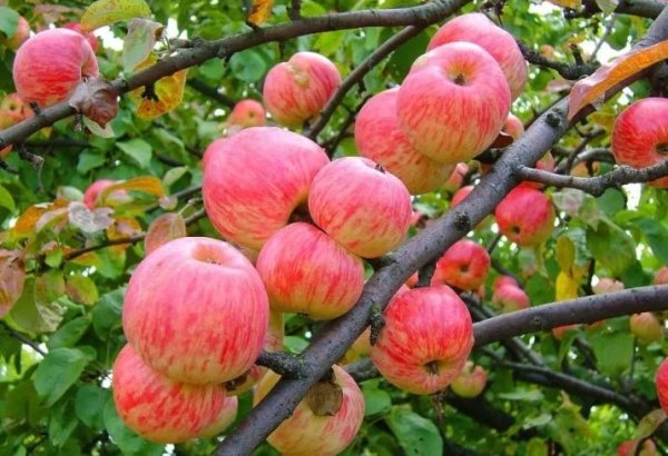 Uzbekistan's apple export volume surges in 5M2024