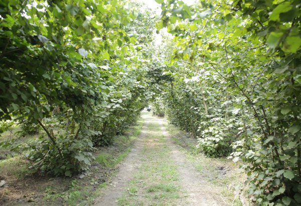 Azerbaijan significantly increases hazelnut exports in 1Q2026