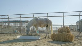 По поручению Лейлы Алиевой оставленная без присмотра фаэтонная лошадь привлечена к реабилитации (ФОТО)