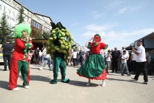 Grape and Wine Festival underway in Azerbaijan's Shamakhi (PHOTO/VIDEO)