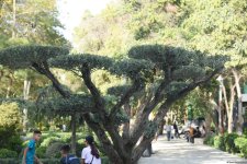 Shots from renovated "Khagani" Garden in Baku (PHOTO)  